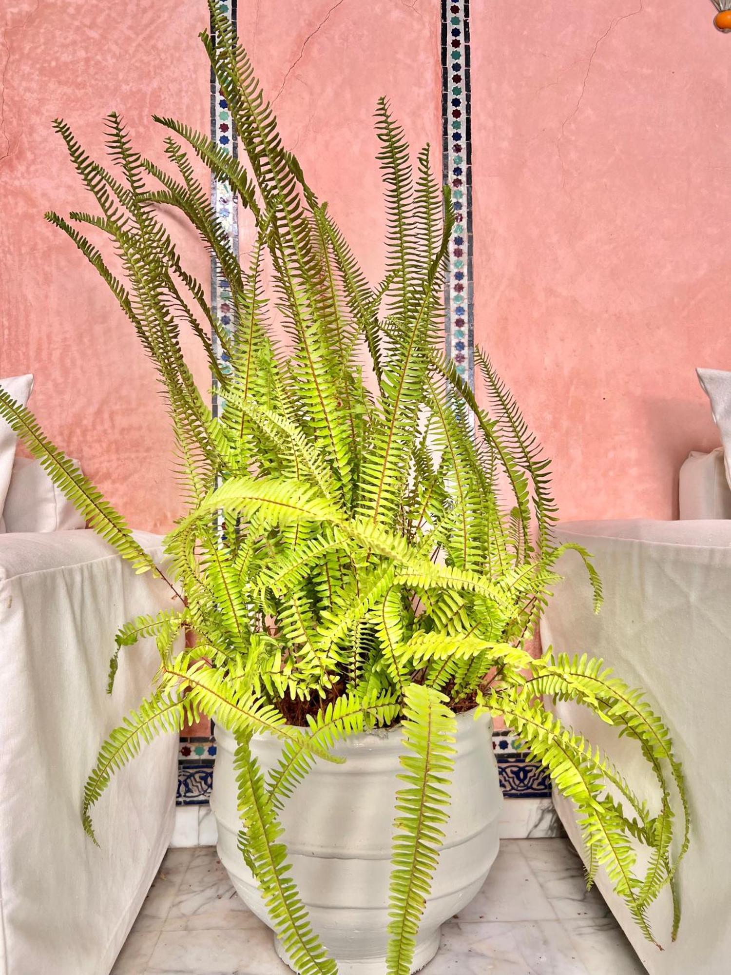 Riad Azad & Spa Marakéš Exteriér fotografie